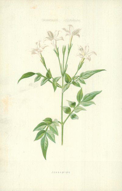 Jasmijn door Frederick Edward Hulme