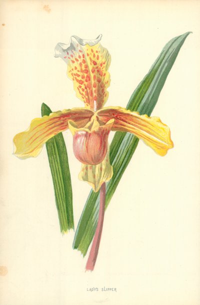 Vrouwenschoentje door Frederick Edward Hulme