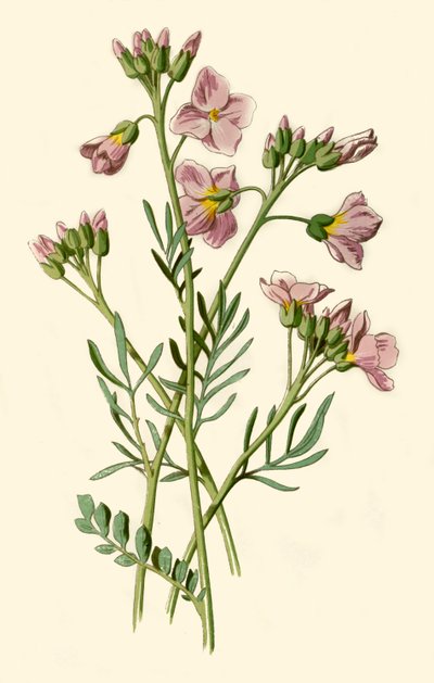 Vrouwenmantel, Bitterkers of Koekoeksbloem, 1877 door Frederick Edward Hulme
