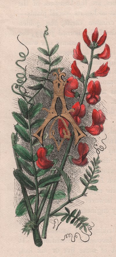 Letter A, initiaal, aquarelgravure, door Frederick Edward Hulme uit The familiar Garden Flower, circa 1880 door Frederick Edward Hulme