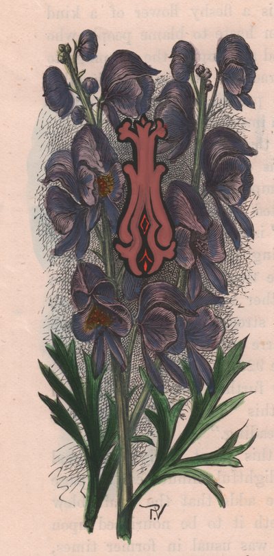 Letter I, initiaal, aquarelgravure, door Frederick Edward Hulme uit The familiar Garden Flower, circa 1880 door Frederick Edward Hulme