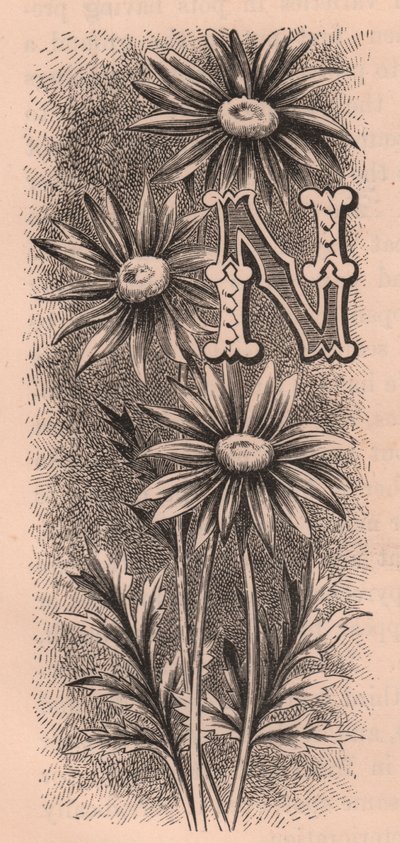 Letter N, drop cap letter, gravure, cm 10x5, uit The familiar Garden Flower door Frederick Edward Hulme