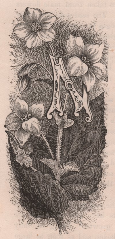 Letter N, initiaal, gravure, door Frederick Edward Hulme uit The familiar Garden Flower, circa 1880 door Frederick Edward Hulme