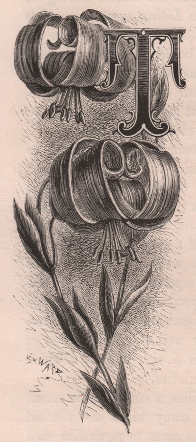 Letter T, initiaal, gravure, door Frederick Edward Hulme uit The familiar Garden Flower, circa 1880 door Frederick Edward Hulme