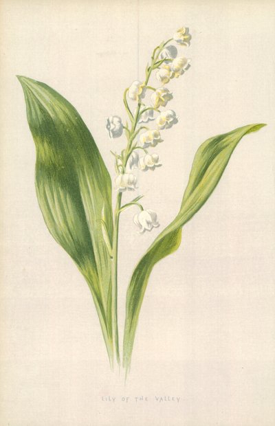 Lelietje-van-dalen door Frederick Edward Hulme