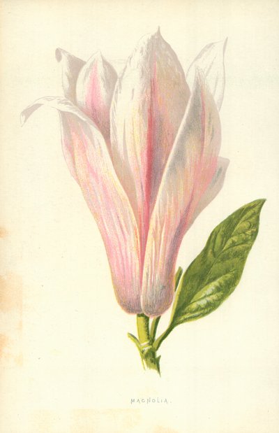 Magnolia door Frederick Edward Hulme