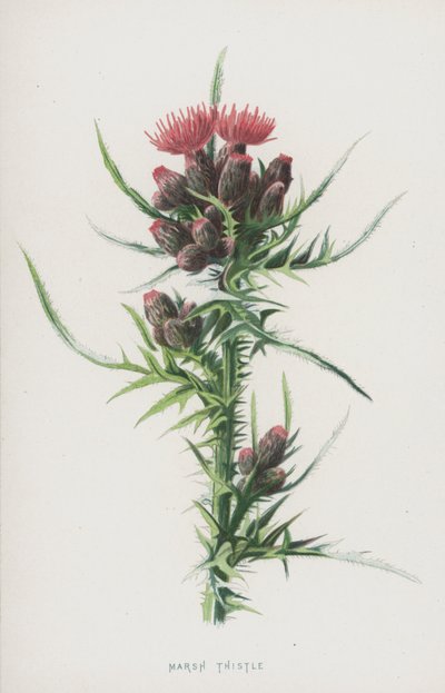 Moerasdistel door Frederick Edward Hulme