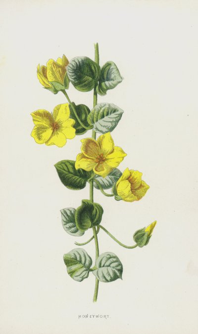 Penningkruid door Frederick Edward Hulme