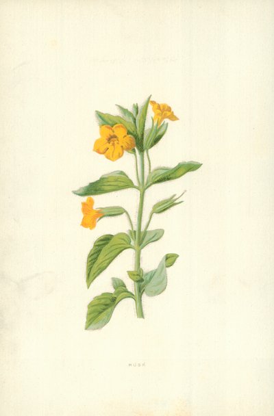 Muskus door Frederick Edward Hulme