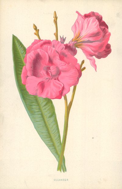 Oleander door Frederick Edward Hulme
