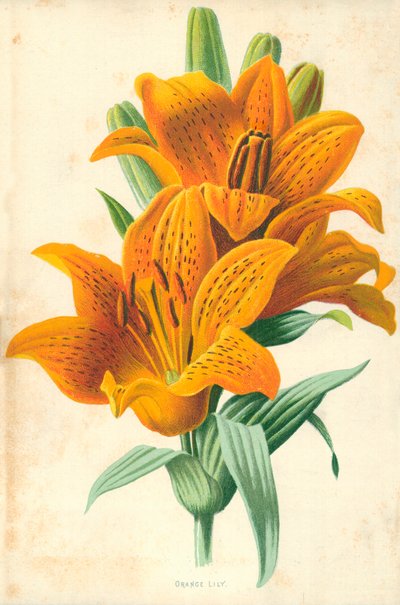 Oranje lelie door Frederick Edward Hulme