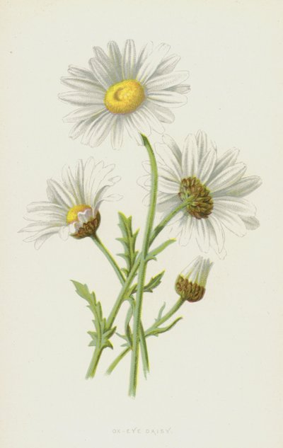 Margriet door Frederick Edward Hulme