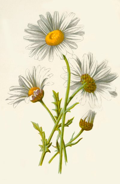 Margriet, 1877 door Frederick Edward Hulme