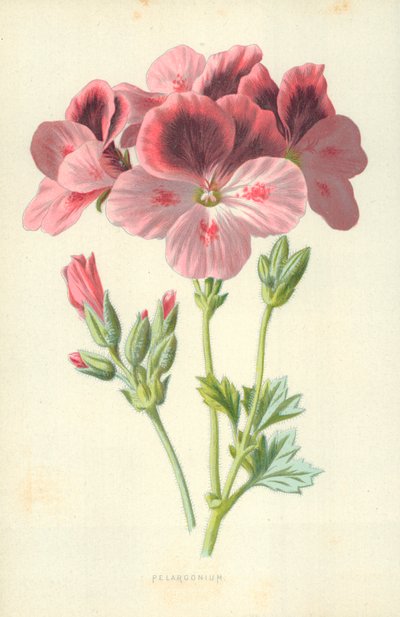 Pelargonium door Frederick Edward Hulme
