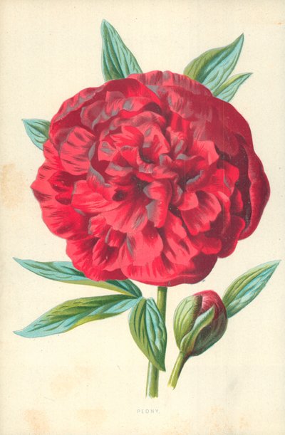 Pioenroos door Frederick Edward Hulme
