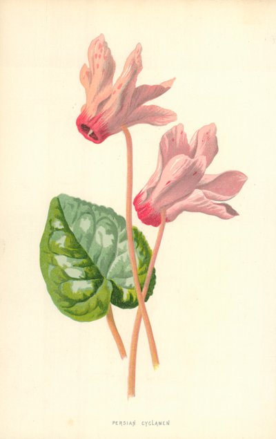 Perzische Cyclamen door Frederick Edward Hulme