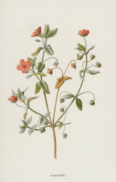 Muurpeper door Frederick Edward Hulme
