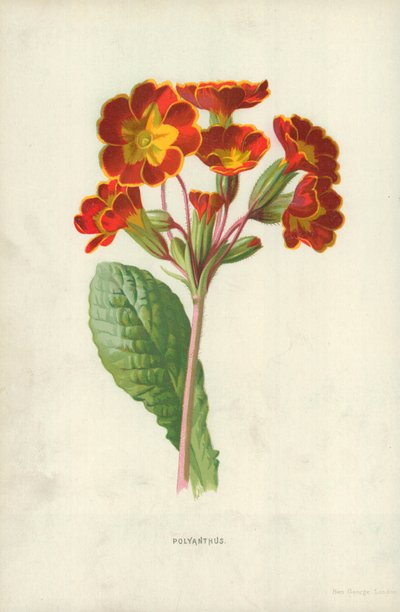 Polyanthus door Frederick Edward Hulme