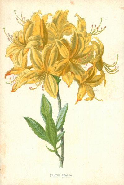 Pontische Azalea door Frederick Edward Hulme