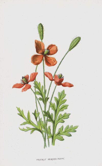 Gekroesde Papaver door Frederick Edward Hulme