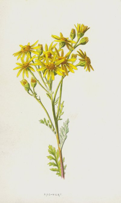 Jacobskruiskruid door Frederick Edward Hulme