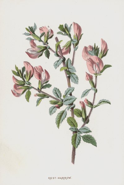 Heideklaver door Frederick Edward Hulme