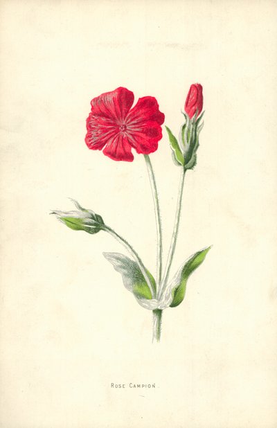 Roze Campion door Frederick Edward Hulme