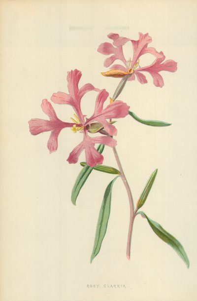 Roze Clarkia door Frederick Edward Hulme