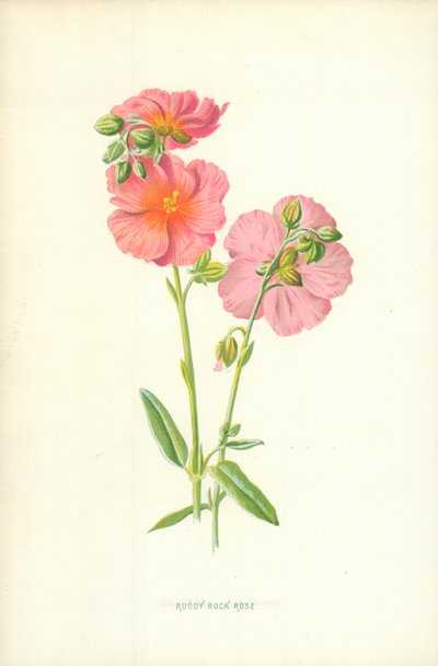 Rode Rotsroos door Frederick Edward Hulme