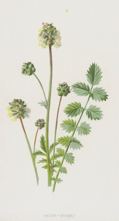 Pimpernel door Frederick Edward Hulme
