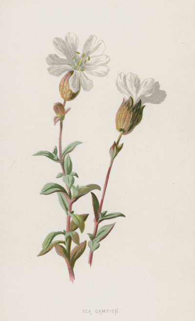 Zee Anjer door Frederick Edward Hulme