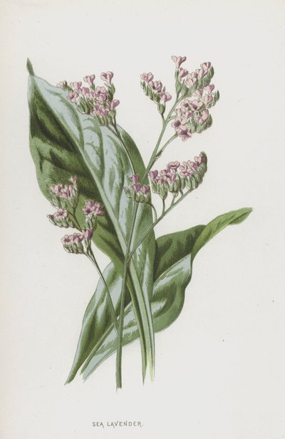 Lamsoor door Frederick Edward Hulme