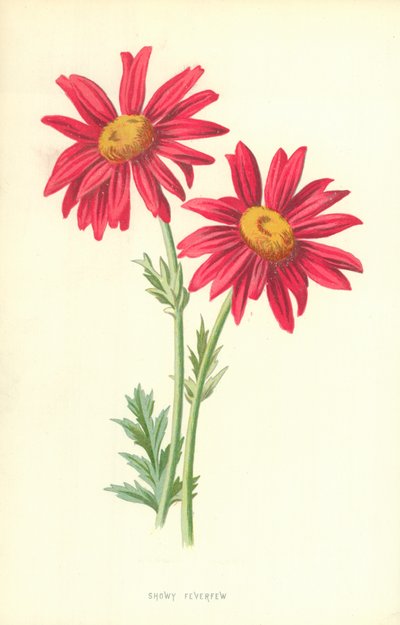 Pronkerige Moederkruid door Frederick Edward Hulme