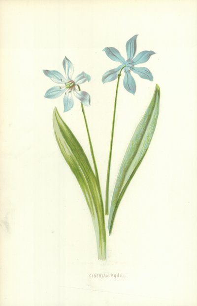 Siberische Scilla door Frederick Edward Hulme