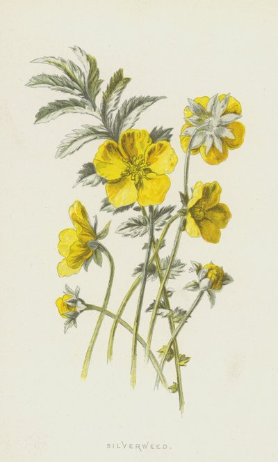 Zilverschoon door Frederick Edward Hulme