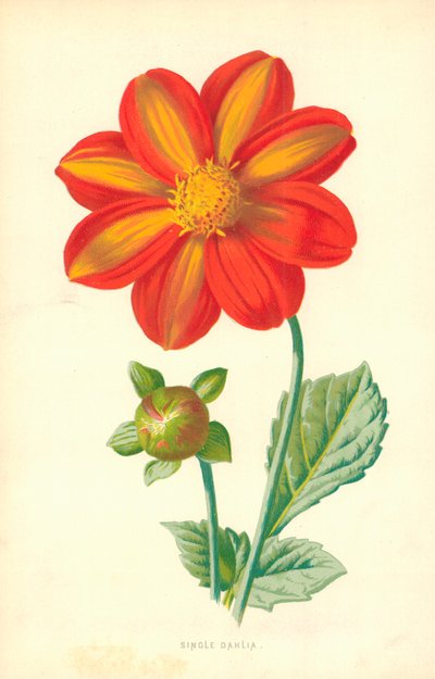 Enkele Dahlia door Frederick Edward Hulme