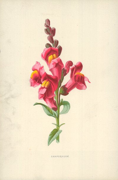 Leeuwenbek door Frederick Edward Hulme
