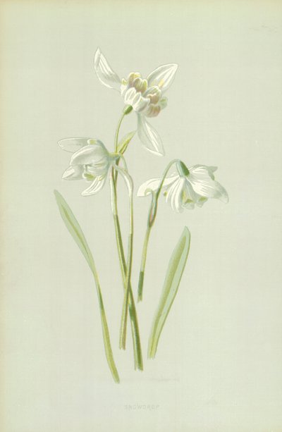 Sneeuwklokje door Frederick Edward Hulme