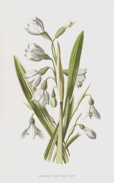 Sneeuwklokje en Lenteklokje door Frederick Edward Hulme