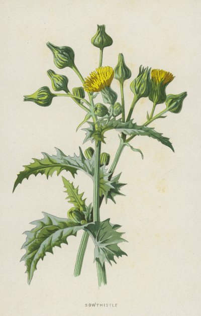 Melkdistel door Frederick Edward Hulme