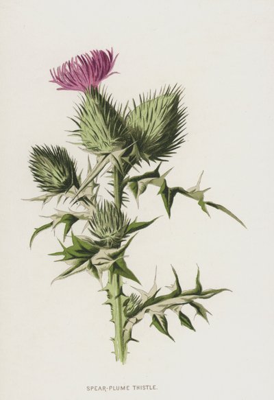 Speerdistel door Frederick Edward Hulme