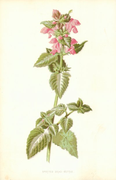 Gevlekte dovenetel door Frederick Edward Hulme