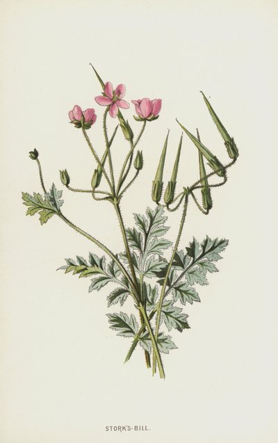 Reigersbek door Frederick Edward Hulme