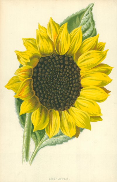 Zonnebloem door Frederick Edward Hulme