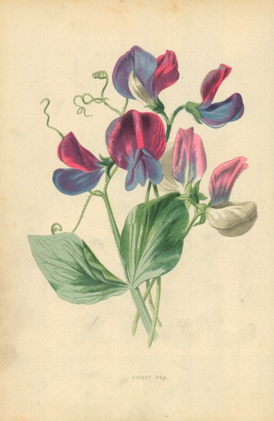 Lathyrus door Frederick Edward Hulme
