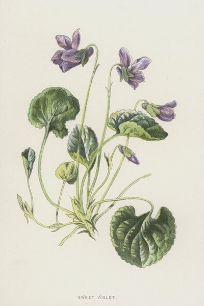 Maarts Viooltje door Frederick Edward Hulme