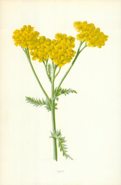 Boerenwormkruid door Frederick Edward Hulme