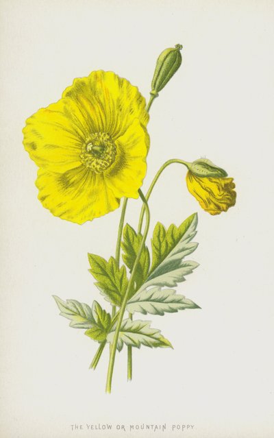De Gele of Bergpapaver door Frederick Edward Hulme