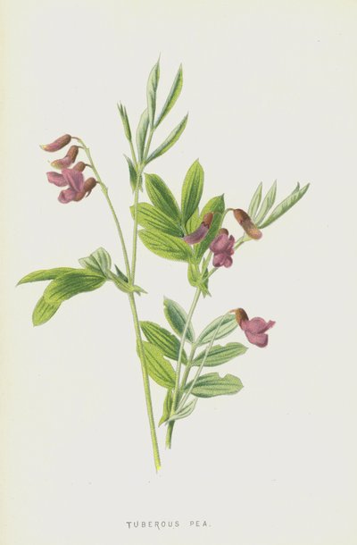 Knolwikke door Frederick Edward Hulme