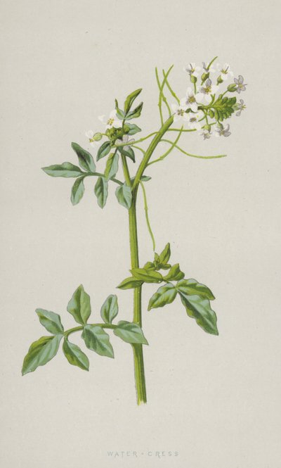 Waterkers door Frederick Edward Hulme